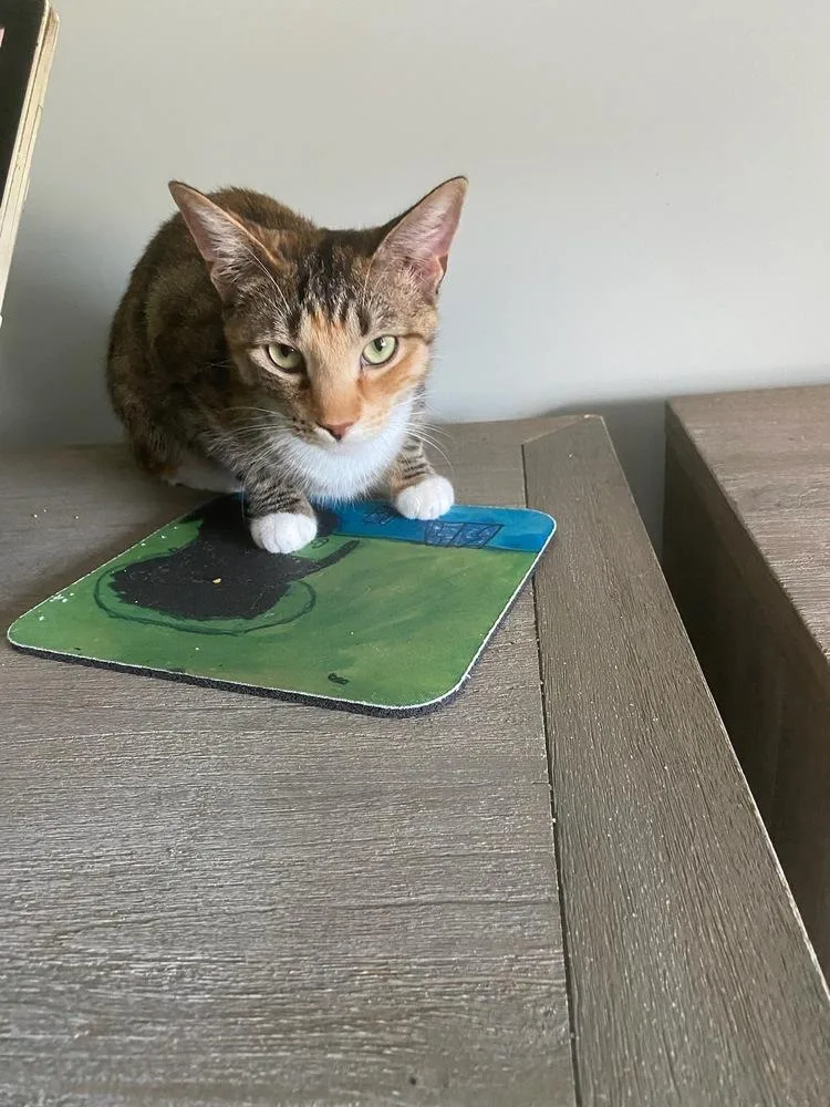 A young small-sized female Domestic Short Hair cat named Carley for adoption in Kinston, NC