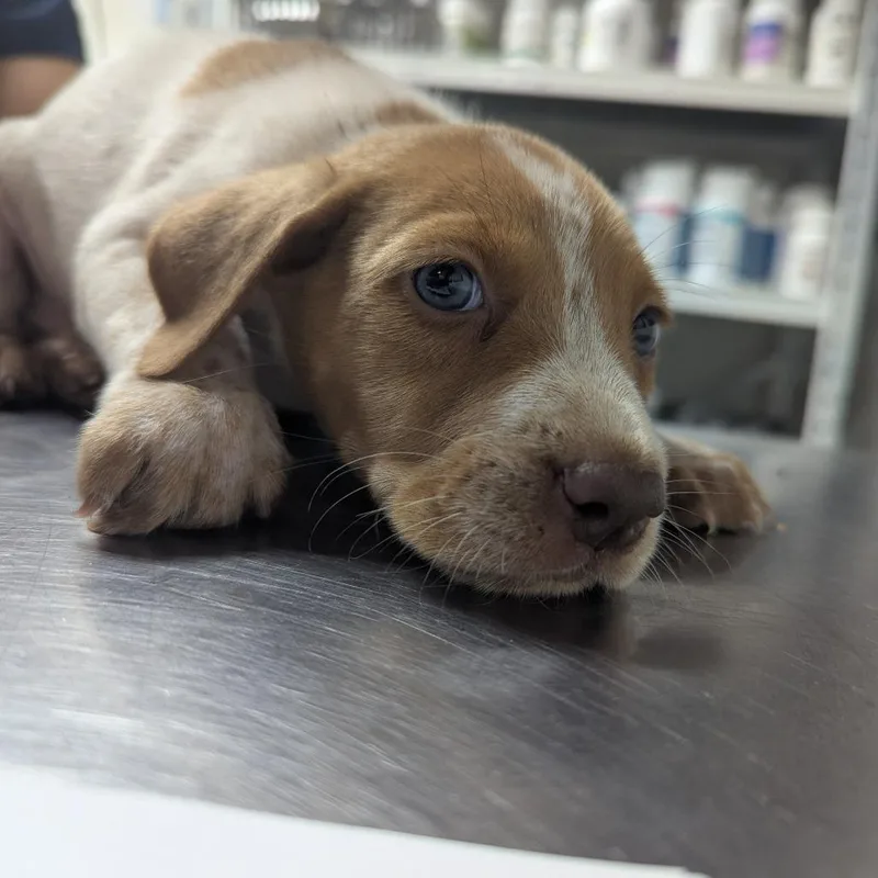 A baby small-sized female Brown / Chocolate Labrador Retriever dog named Kathy for adoption in Parrish, AL