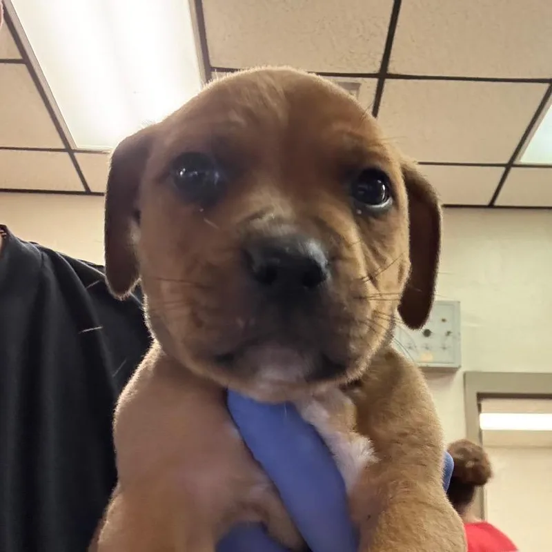 A baby small-sized male Brown / Chocolate Pit Bull Terrier dog named Titan for adoption in Birmingham, AL
