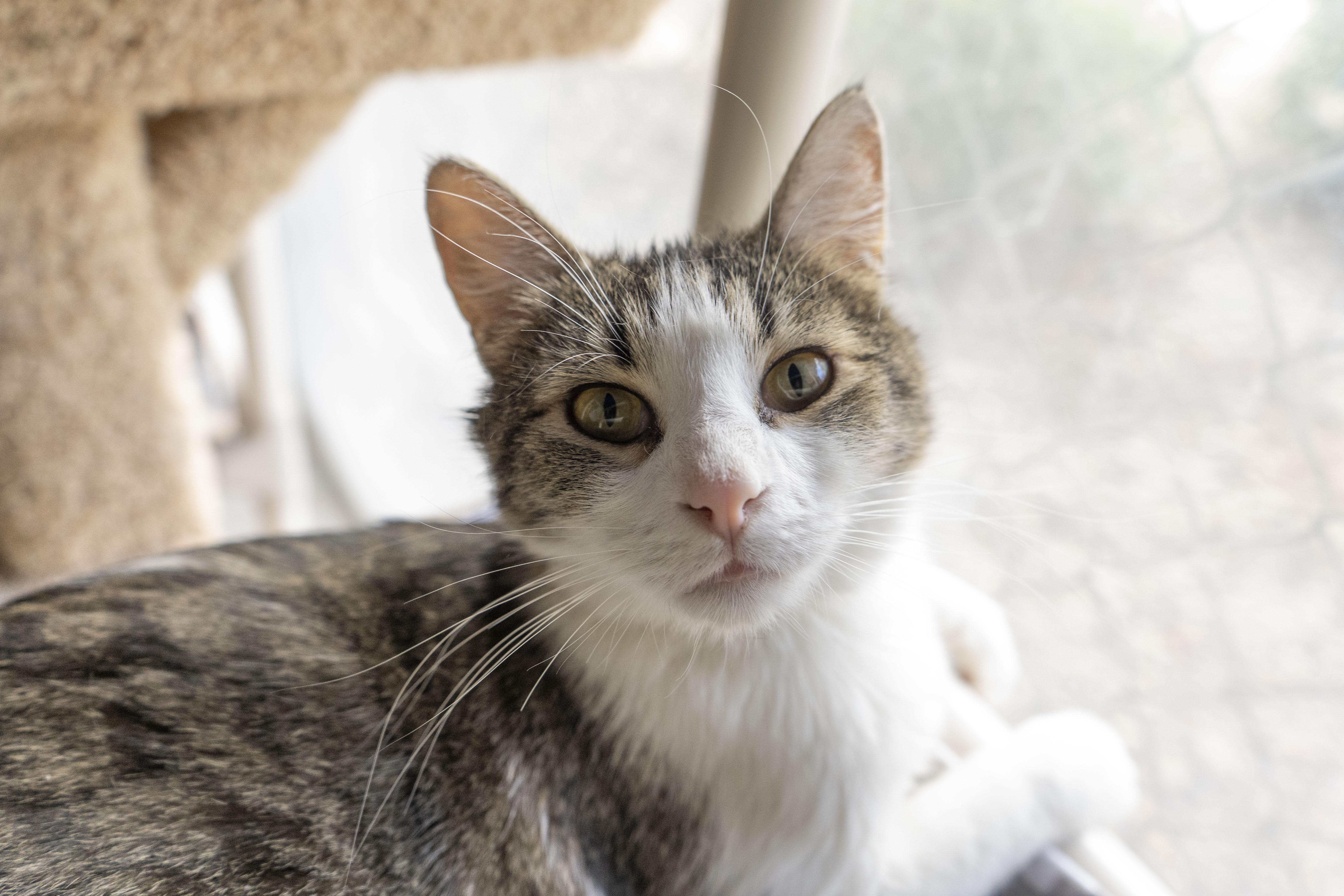An adult medium-sized male Tabby (Brown / Chocolate) Domestic Short Hair cat named Gary for adoption in Boise, ID