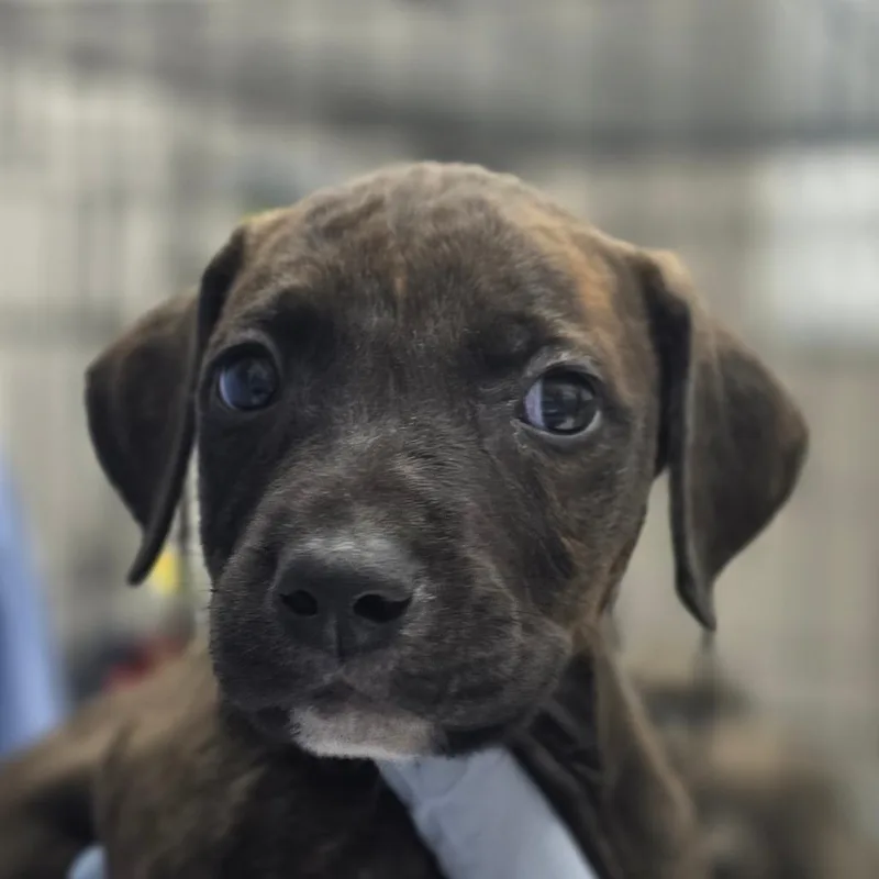 A baby small-sized female Brown / Chocolate Pit Bull Terrier dog named Triscuit for adoption in Huntsville, AL