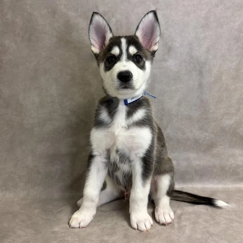 A baby small-sized male Siberian Husky dog named Maddox for adoption in Parker, CO