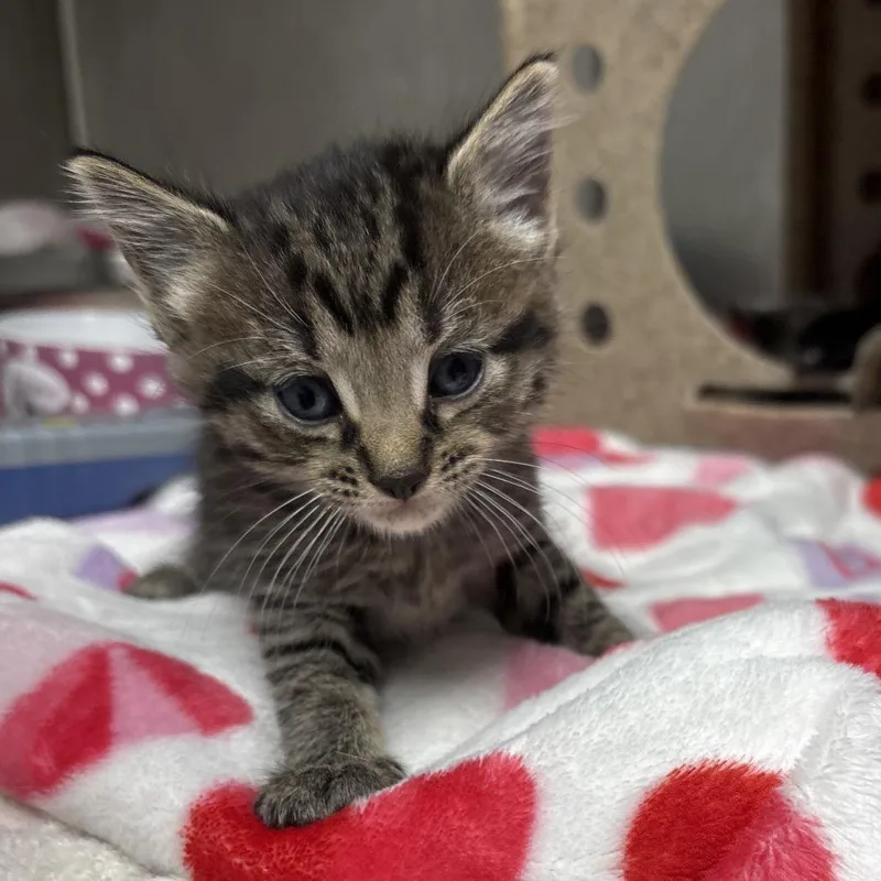A baby small-sized male Domestic Short Hair cat named Oliver for adoption in Galax, VA