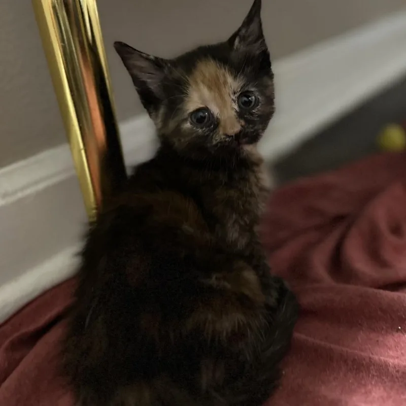 A baby small-sized female Calico Domestic Short Hair cat named Peanut for adoption in Washington Township, OH