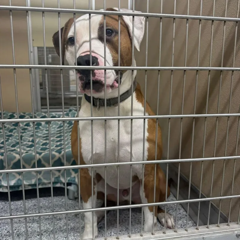 An adult large-sized male Brown / Chocolate Pit Bull Terrier dog named Bruce for adoption in St. Augustine, FL