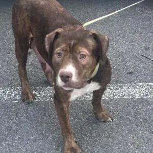 An adult medium-sized female Brown / Chocolate Pit Bull Terrier dog named Stacey for adoption in Chattanooga, TN