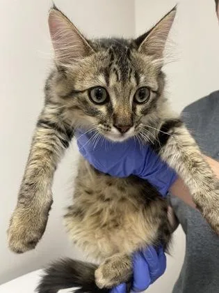 A baby small-sized male Domestic Short Hair cat named Clover for adoption in Sacramento, CA