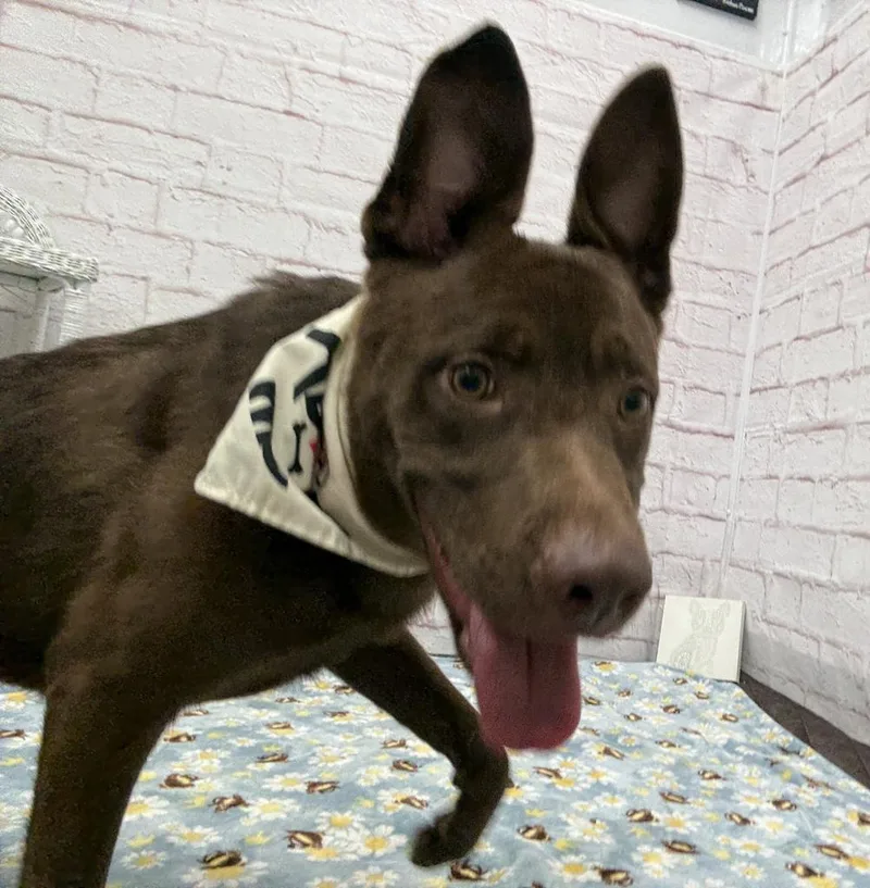 A young medium-sized male Mixed Breed dog named Warden for adoption in Detroit, MI