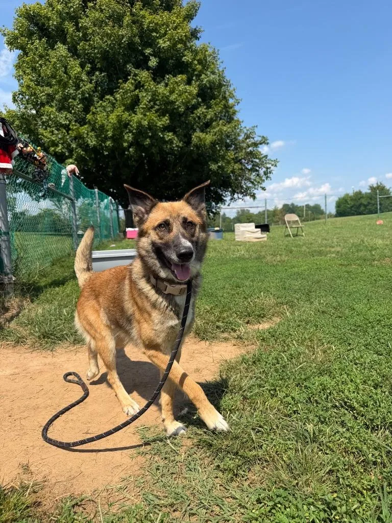 A young medium-sized female Shepherd dog named Brownie for adoption in Culpeper, VA