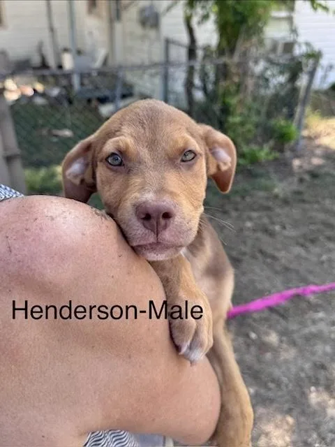 A baby medium-sized male Labrador Retriever dog named Henderson for adoption in Manchester, CT