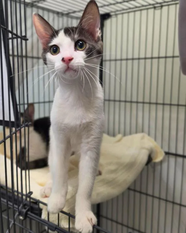 A baby small-sized male Domestic Short Hair cat named Dos for adoption in Novato, CA