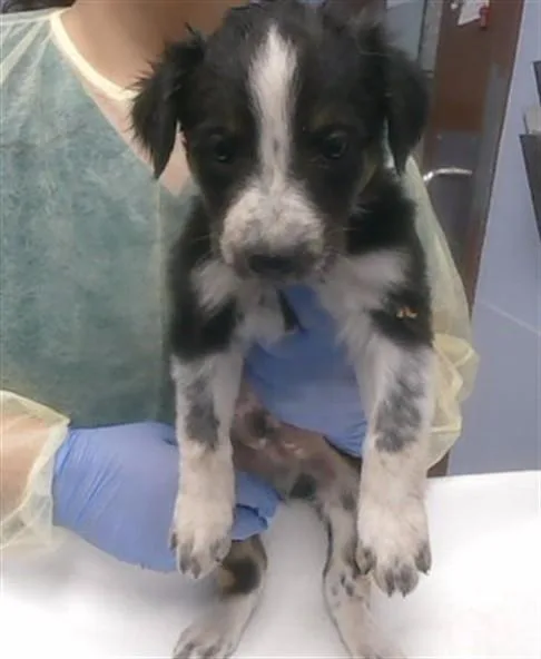 A baby small-sized male German Shepherd Dog dog named Bush for adoption in Phoenix, AZ