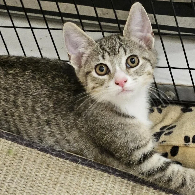 A baby small-sized male Brown / Chocolate Domestic Short Hair cat named Chunky Monkey for adoption in Wilmington, DE
