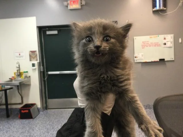 A baby small-sized female Domestic Short Hair cat named Shanti for adoption in Thousand Palms, CA
