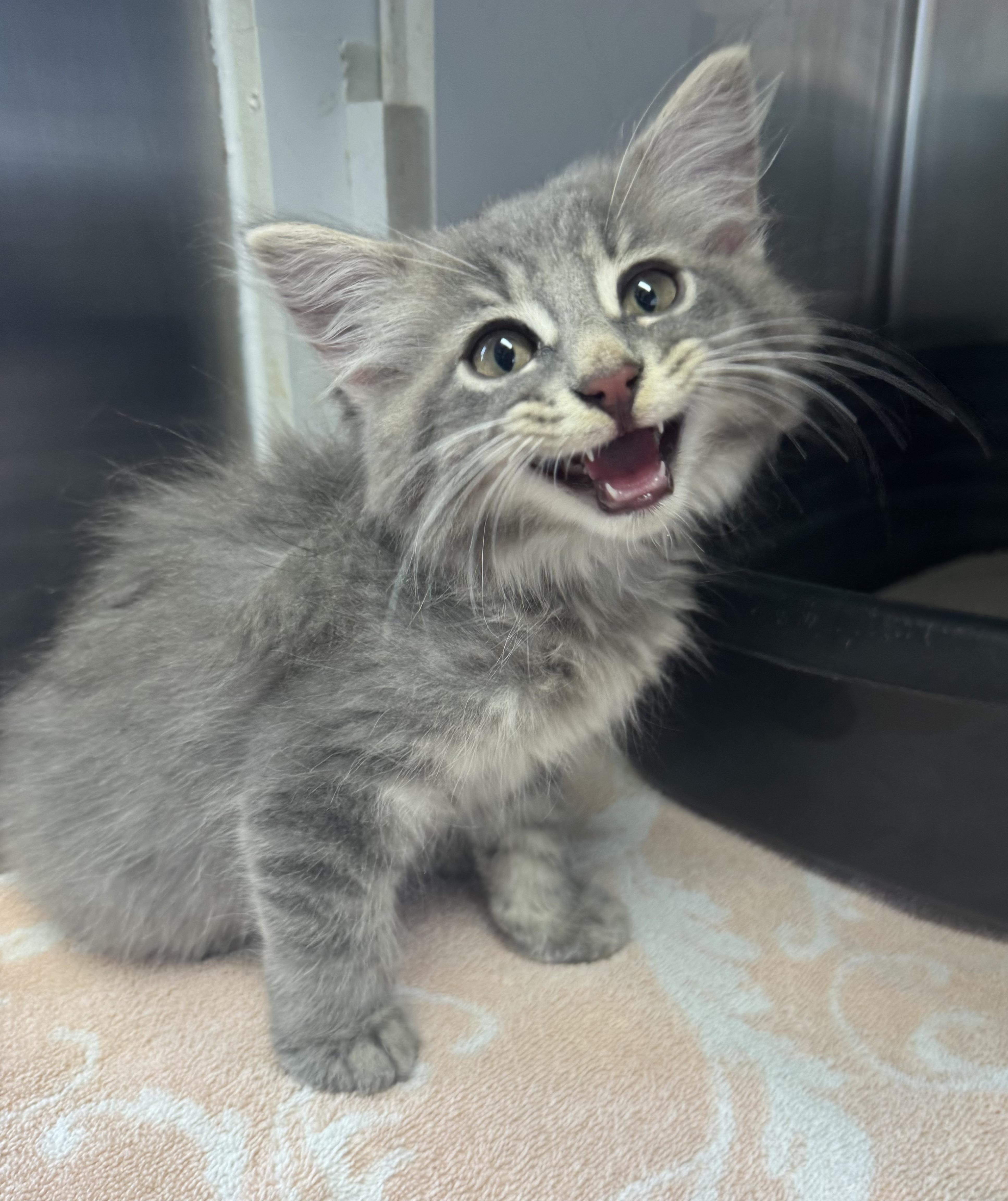 A baby medium-sized male Tabby (Gray / Blue / Silver) Domestic Long Hair cat named Anchor for adoption in Tomah, WI