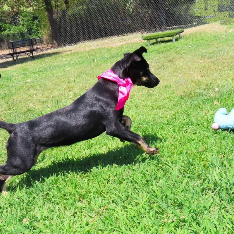 A young medium-sized female Australian Kelpie dog named Lexi for adoption in Wadena, MN