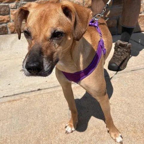 An adult medium-sized female Terrier dog named Sparrow for adoption in Stanhope, NJ