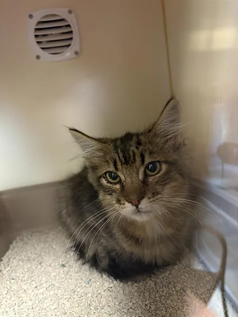 A baby small-sized male Domestic Medium Hair cat named Larry The Cat for adoption in Fairfield, CA