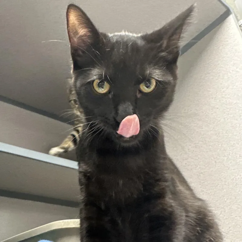 A baby medium-sized male Black Domestic Short Hair cat named Poncho for adoption in Evansville, IN