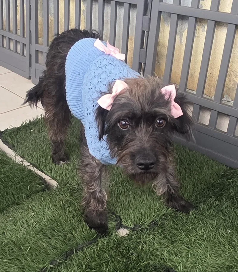 A young small-sized female Gray / Blue / Silver Miniature Schnauzer dog named Lyka for adoption in Fallbrook, CA