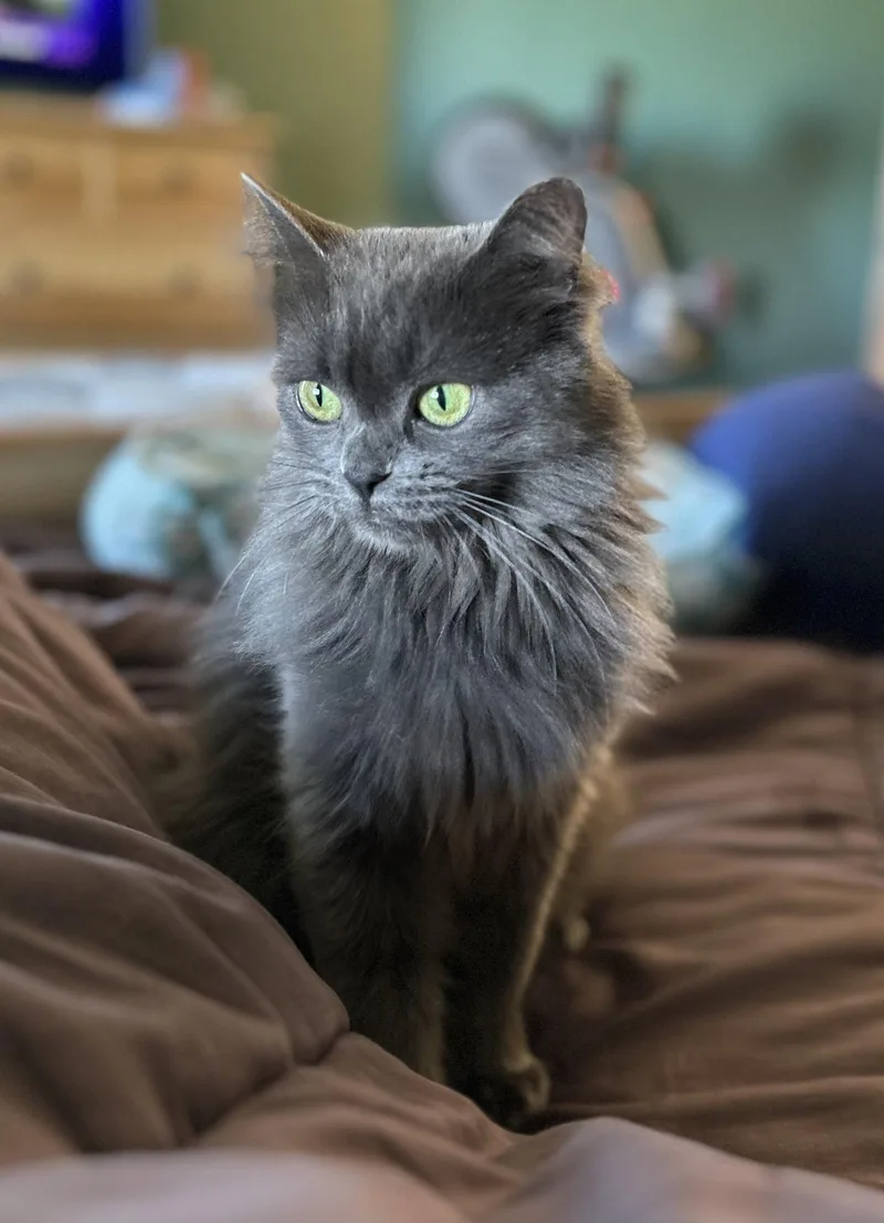 A young medium-sized female Domestic Medium Hair cat named Fairium for adoption in Colorado Springs, CO
