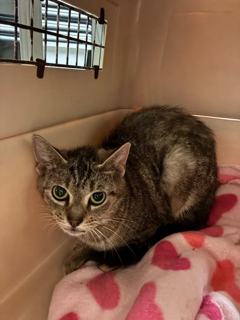 A young small-sized female Domestic Short Hair cat named Rachel for adoption in Bossier City, LA