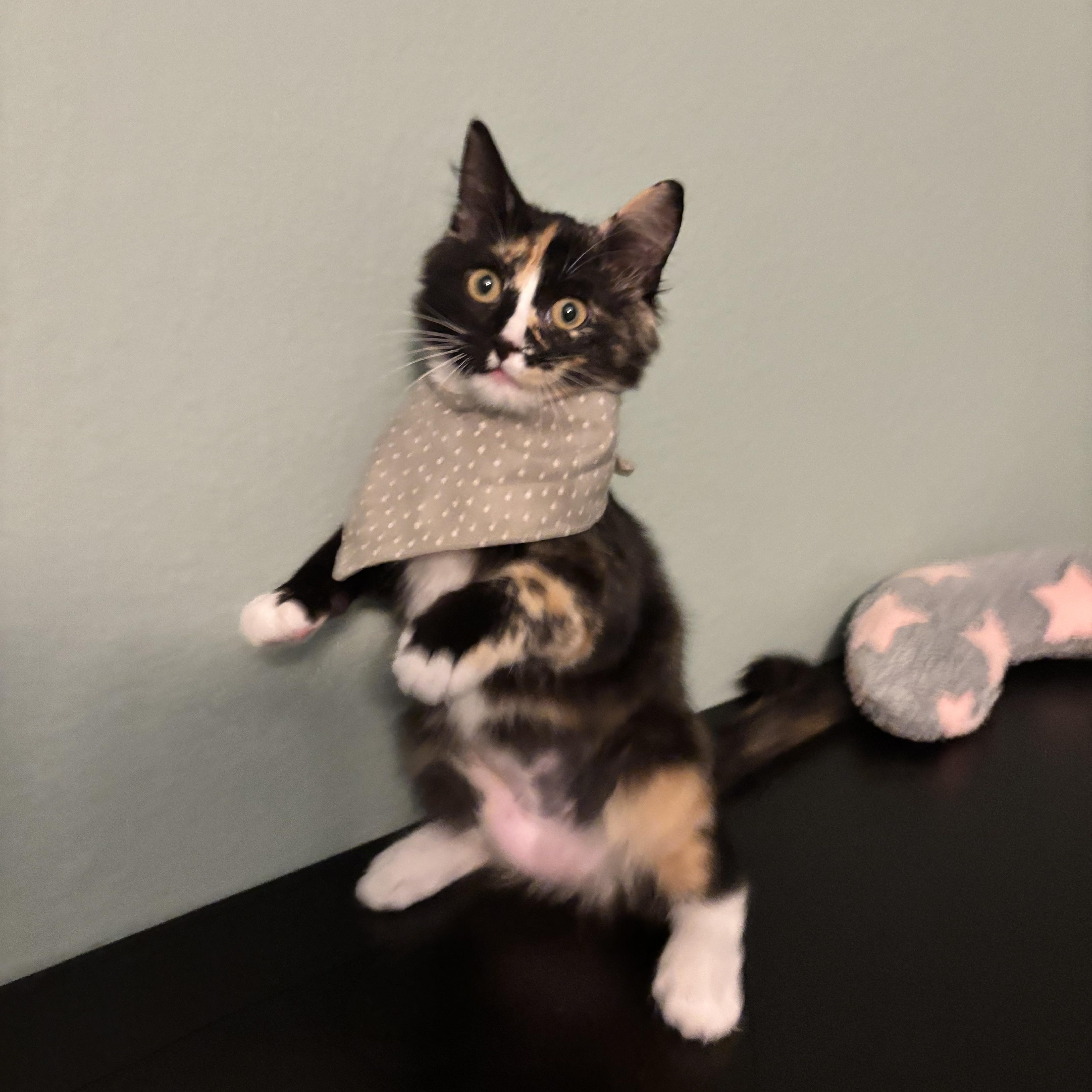 A baby medium-sized female Tortoiseshell Domestic Medium Hair cat named Snickers The Sweetest for adoption in Plano, TX