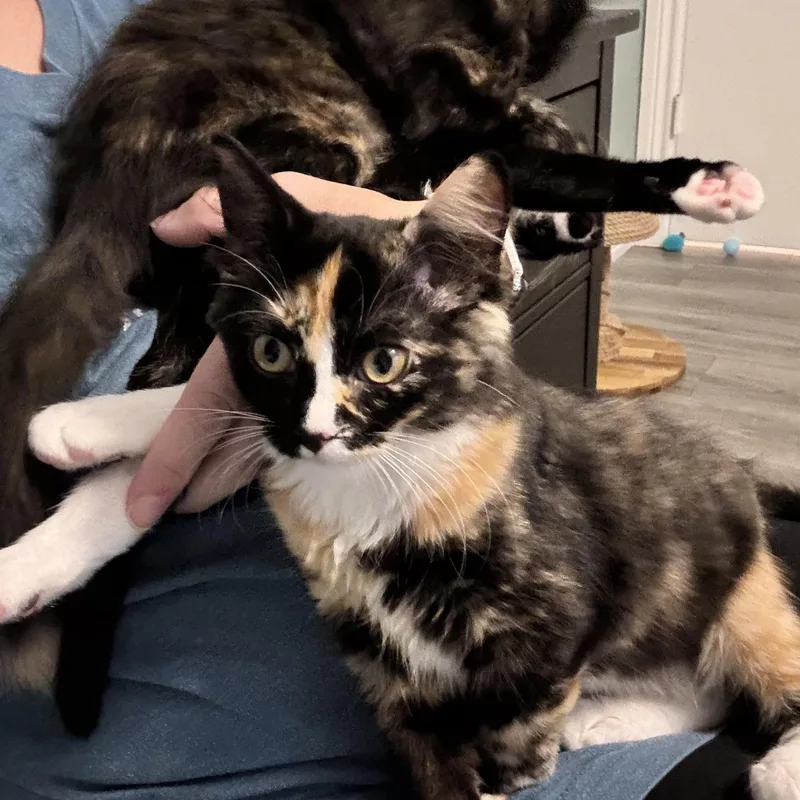 Snickers  The Sweetest thumbnail 2