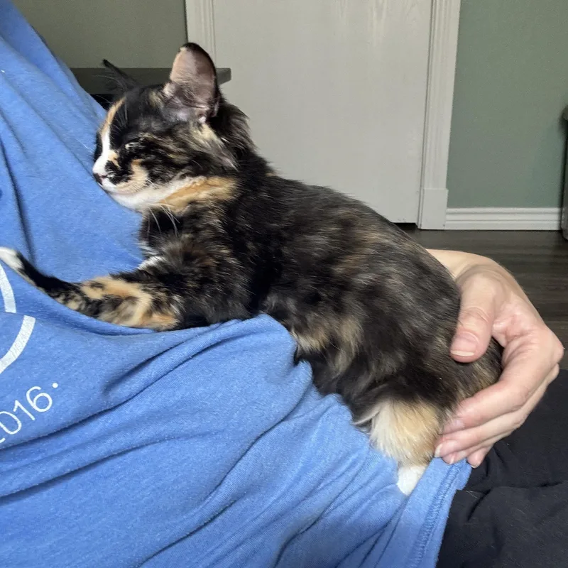 Snickers  The Sweetest thumbnail 5