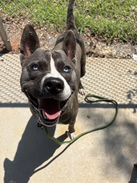 A young large-sized male Mixed Breed dog named Fritz for adoption in Charlotte, NC