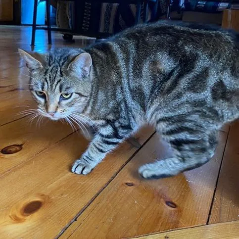 An adult small-sized female Brown / Chocolate American Shorthair cat named Gemmasue for adoption in Saratoga Springs, NY