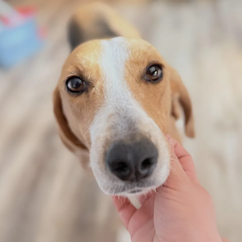 Maude thumbnail 2