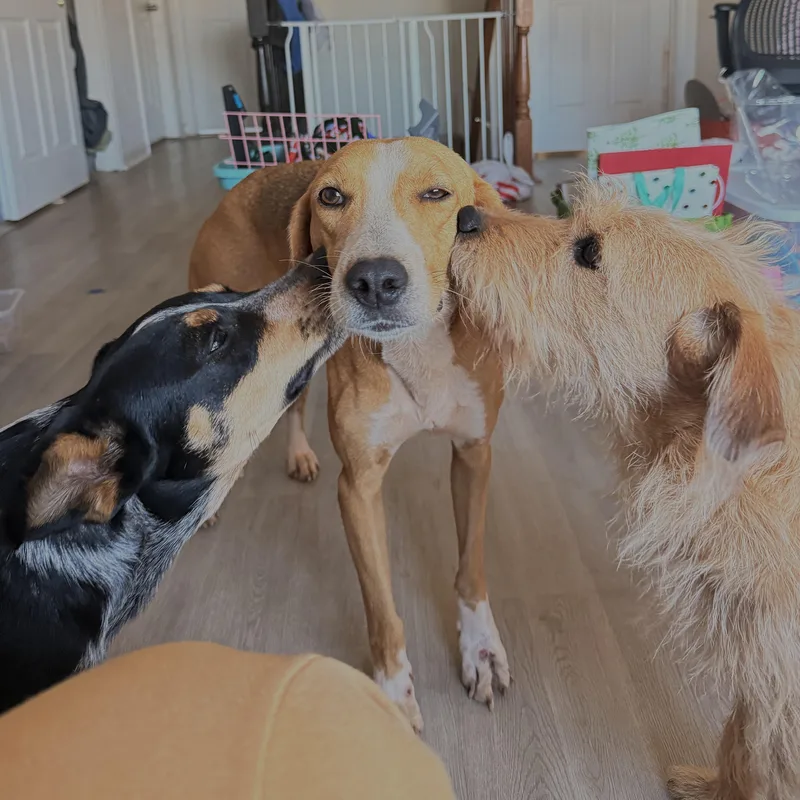Maude thumbnail 5
