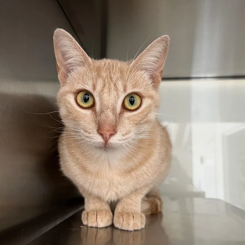An adult medium-sized female Buff / Tan / Fawn Domestic Short Hair cat named Pumpkin Spice Latte for adoption in Pacific Grove, CA