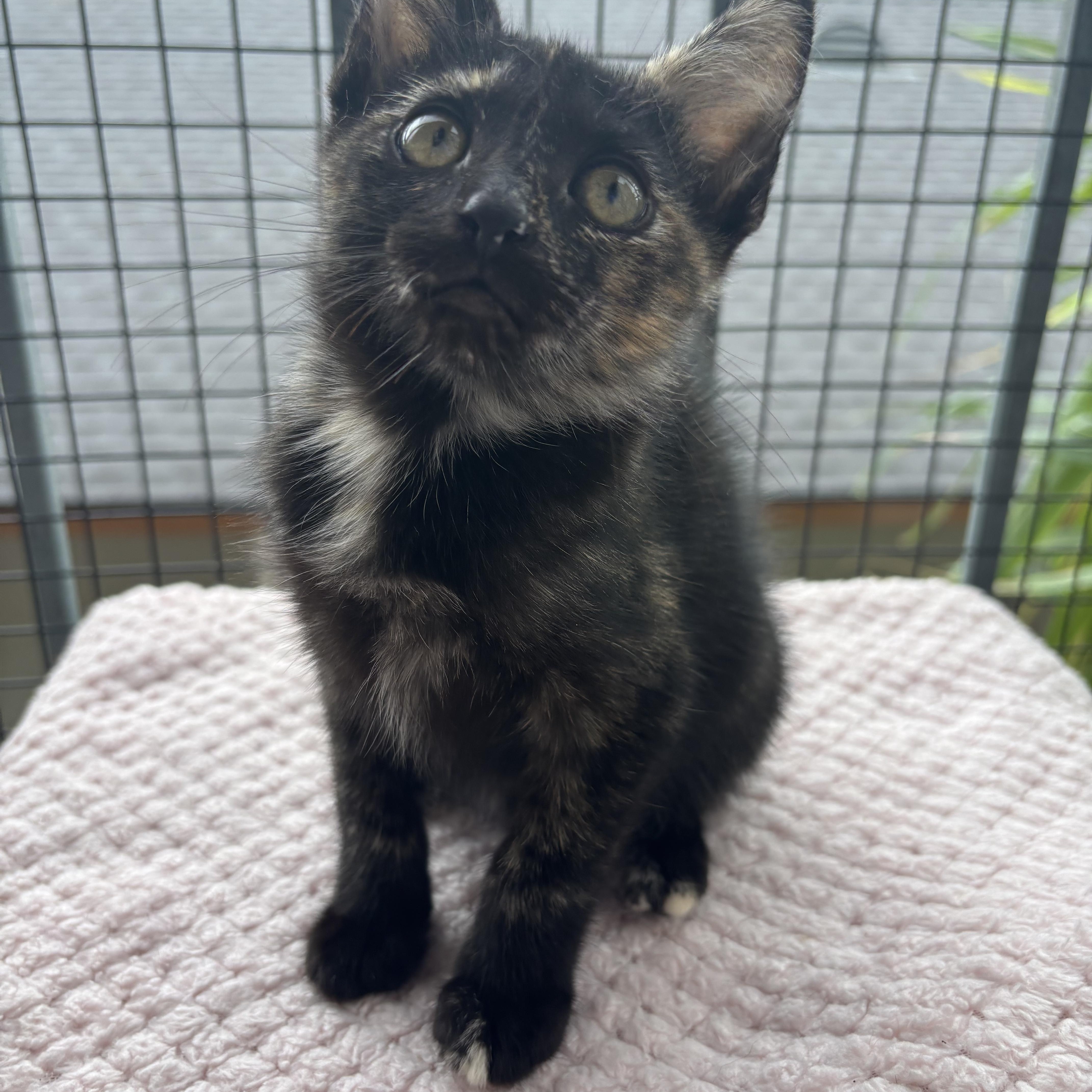 A baby small-sized female Tortoiseshell cat named Clove for adoption in Costa Mesa, CA