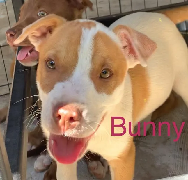 A baby medium-sized female Mixed Breed dog named Bunny for adoption in Comanche, TX