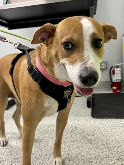 An adult large-sized female Labrador Retriever dog named Rubi for adoption in Daytona Beach, FL