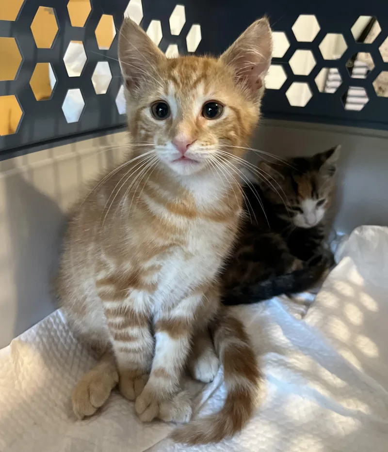 A baby medium-sized male Orange / Red Extra-Toes Cat / Hemingway Polydactyl cat named Biscuit aka Mr. Ginger for adoption in Allentown, NJ