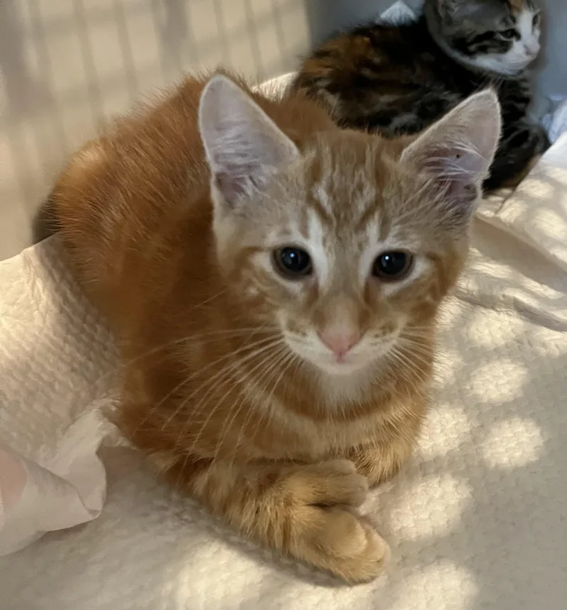 Biscuit aka Mr. Ginger thumbnail 3