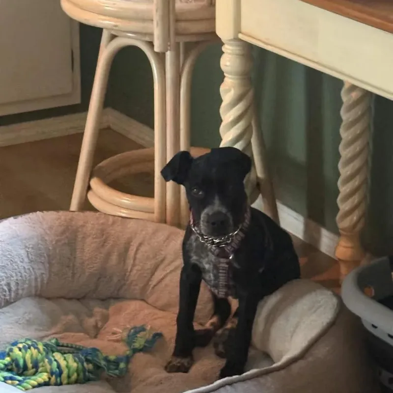 A baby medium-sized male Australian Cattle Dog / Blue Heeler dog named Bentley for adoption in Mount Vernon, WA