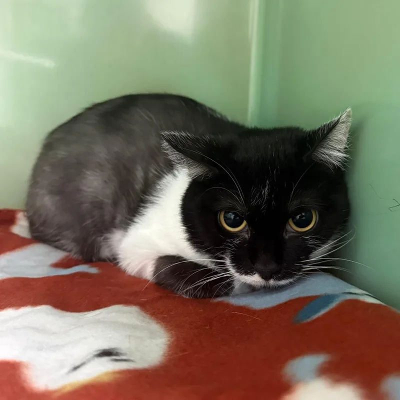 An adult medium-sized female Black Domestic Short Hair cat named Pringle for adoption in Normal, IL
