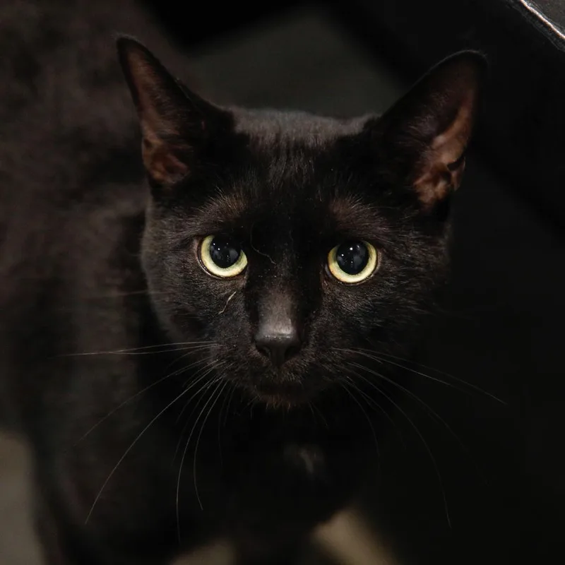 An adult extra large-sized male Black Domestic Short Hair cat named Salem for adoption in Tampa, FL