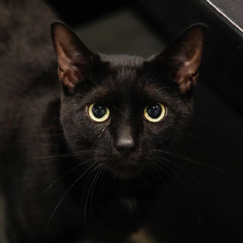 Salem thumbnail 2