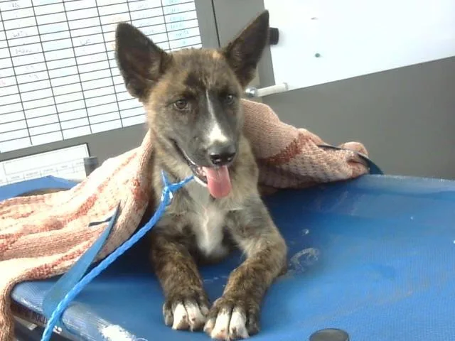 A baby large-sized female Mixed Breed dog named Sky for adoption in Dallas, TX