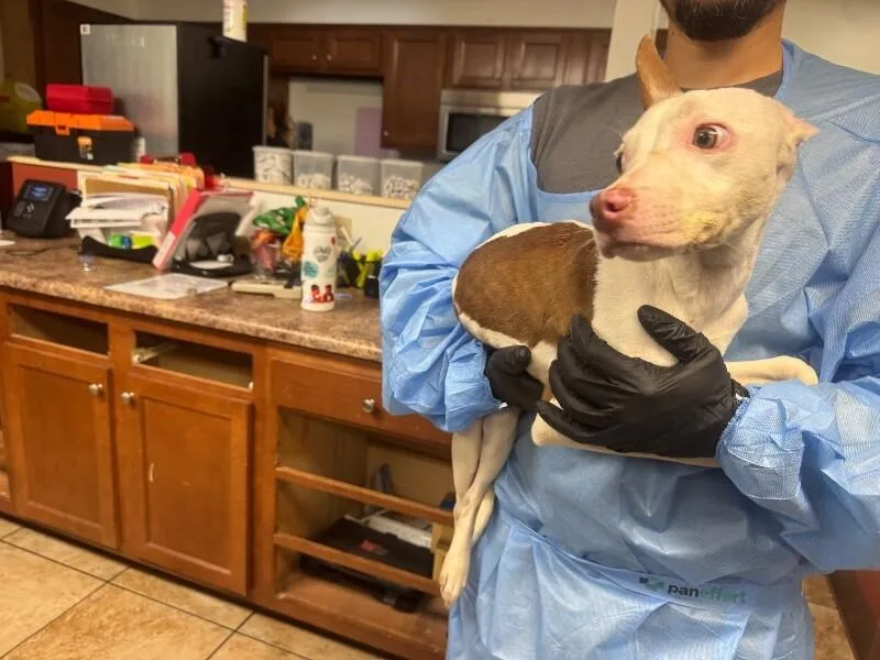 A young small-sized male Mixed Breed dog named Snips for adoption in Cincinnati, OH