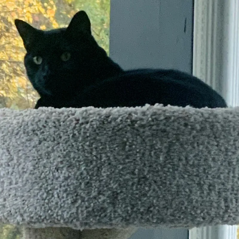 A senior small-sized male Black Domestic Short Hair cat named Jasper for adoption in Winston Salem, NC