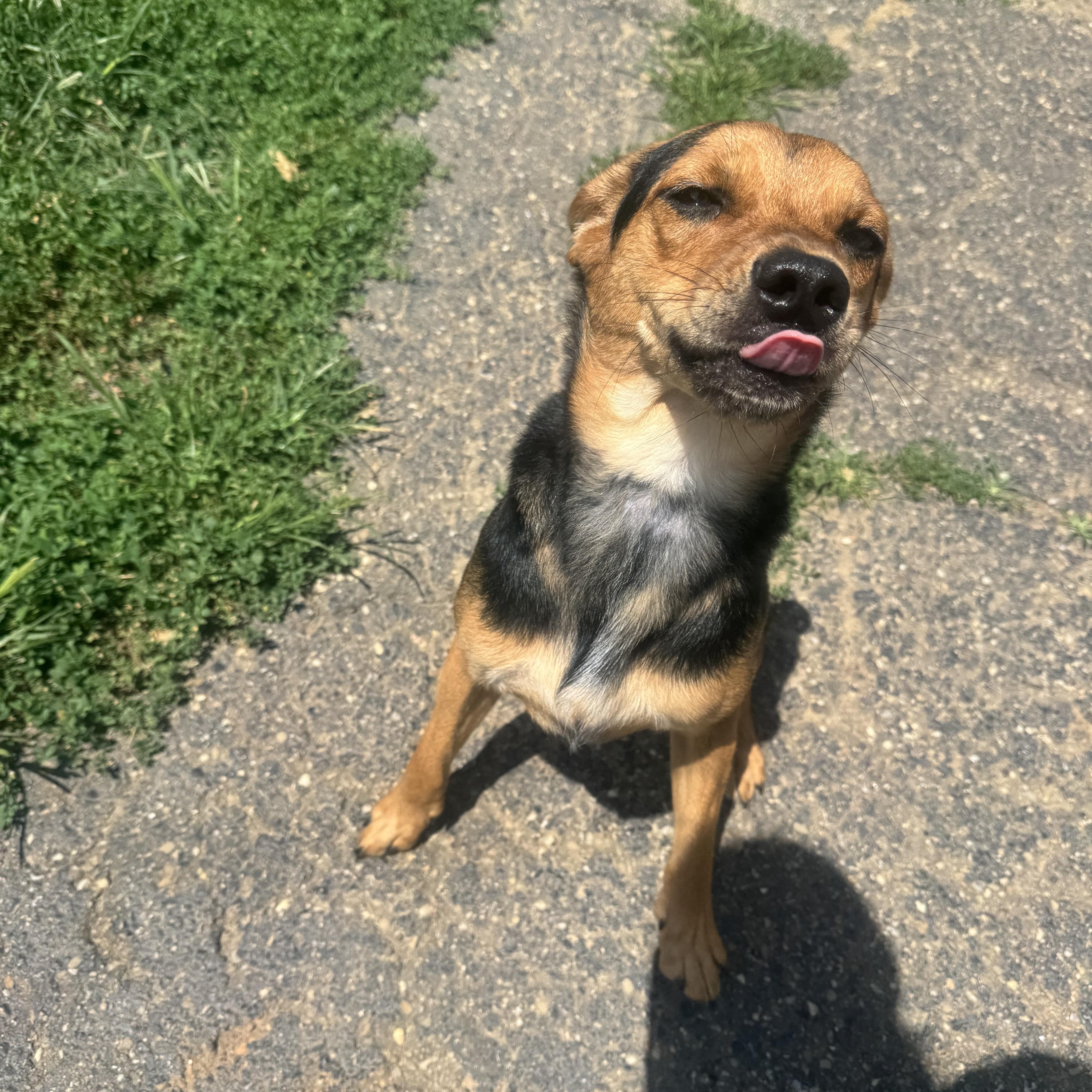 A young medium-sized female Beagle dog named Latte for adoption in North Canton, OH
