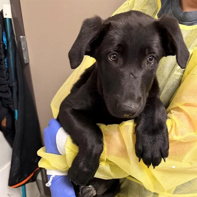 A baby medium-sized male German Shepherd Dog dog named Krypto for adoption in Ontario, CA