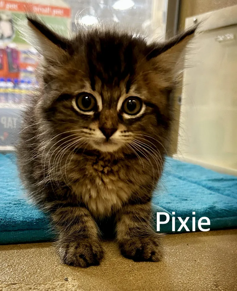 A baby large-sized female Tabby (Brown / Chocolate) Domestic Medium Hair cat named Pixie for adoption in Owasso, OK
