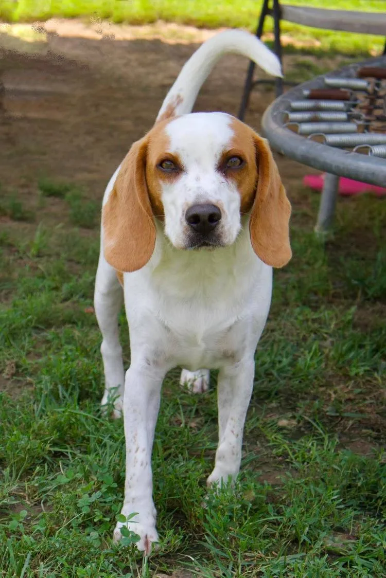 An adult medium-sized male Golden Beagle dog named Gilley for adoption in Godfrey, IL